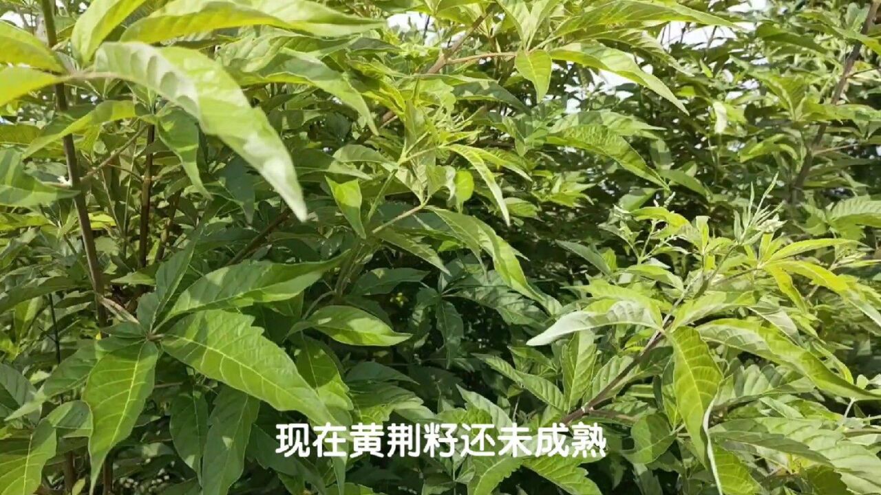 老人常说黄荆棍下出好人,其实黄荆籽是一味挺好的中药材