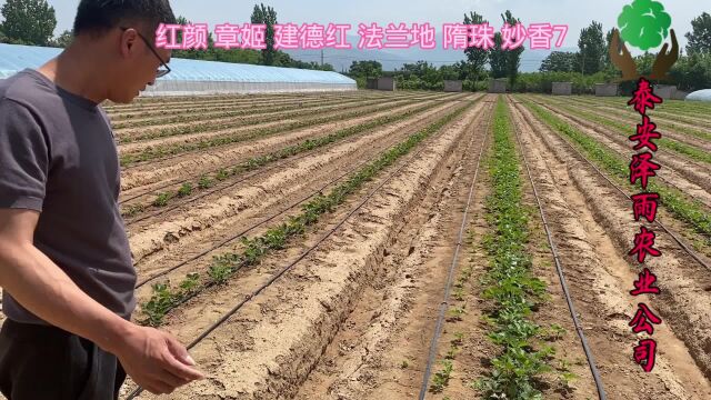 结果连续强草莓品种 建德红草莓苗品种介绍 三叶一芯建德红草莓苗