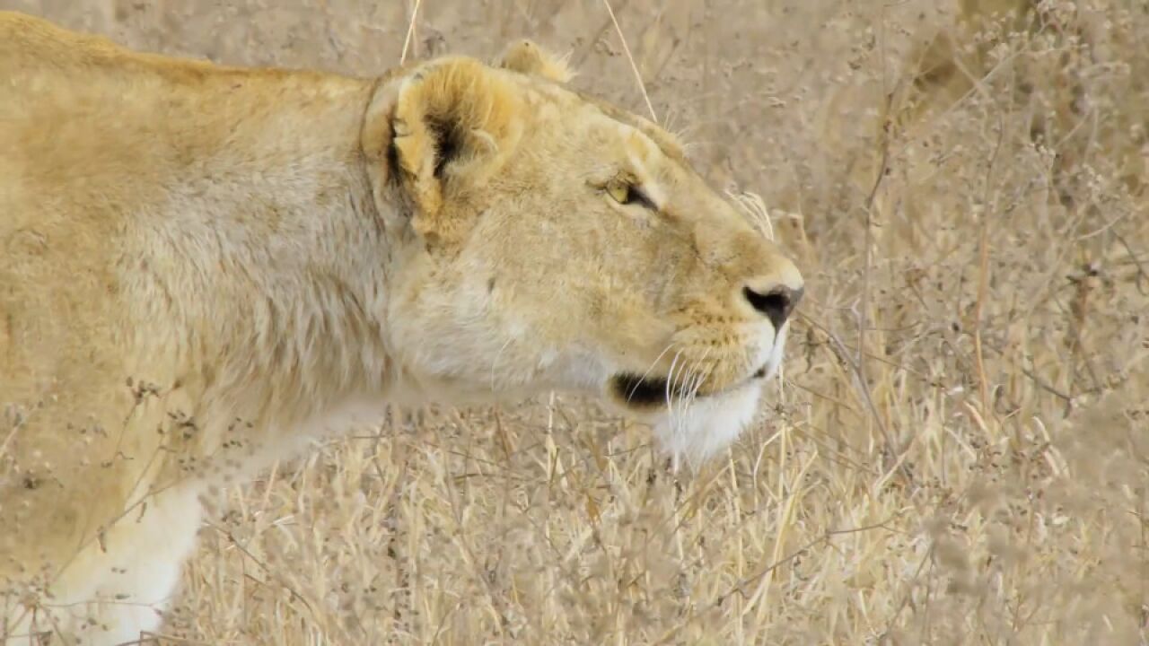 顶级捕食者不仅是猎杀,也为其它生物创造了各种生存机会?