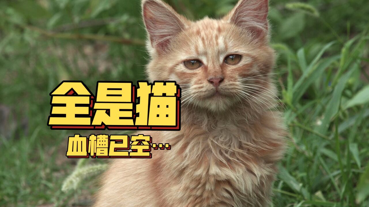 猫片儿 第三辑