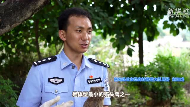 云南施甸:民警放生的“小呆萌”竟然是猛禽