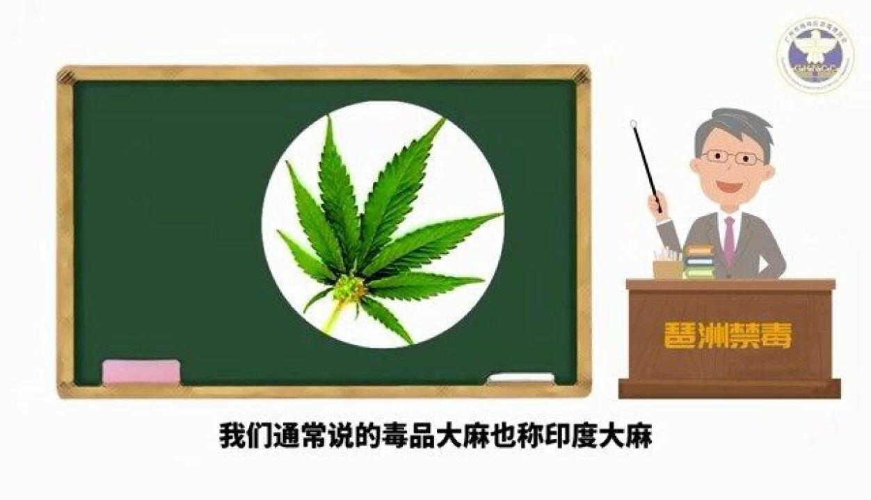 禁毒知识小课堂:有“毒”的知识之大麻篇