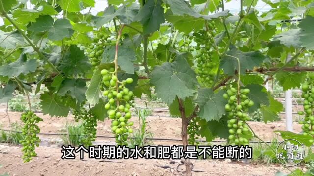 葡萄进入六月份,主要有哪些管理工作?我们现场了解一下