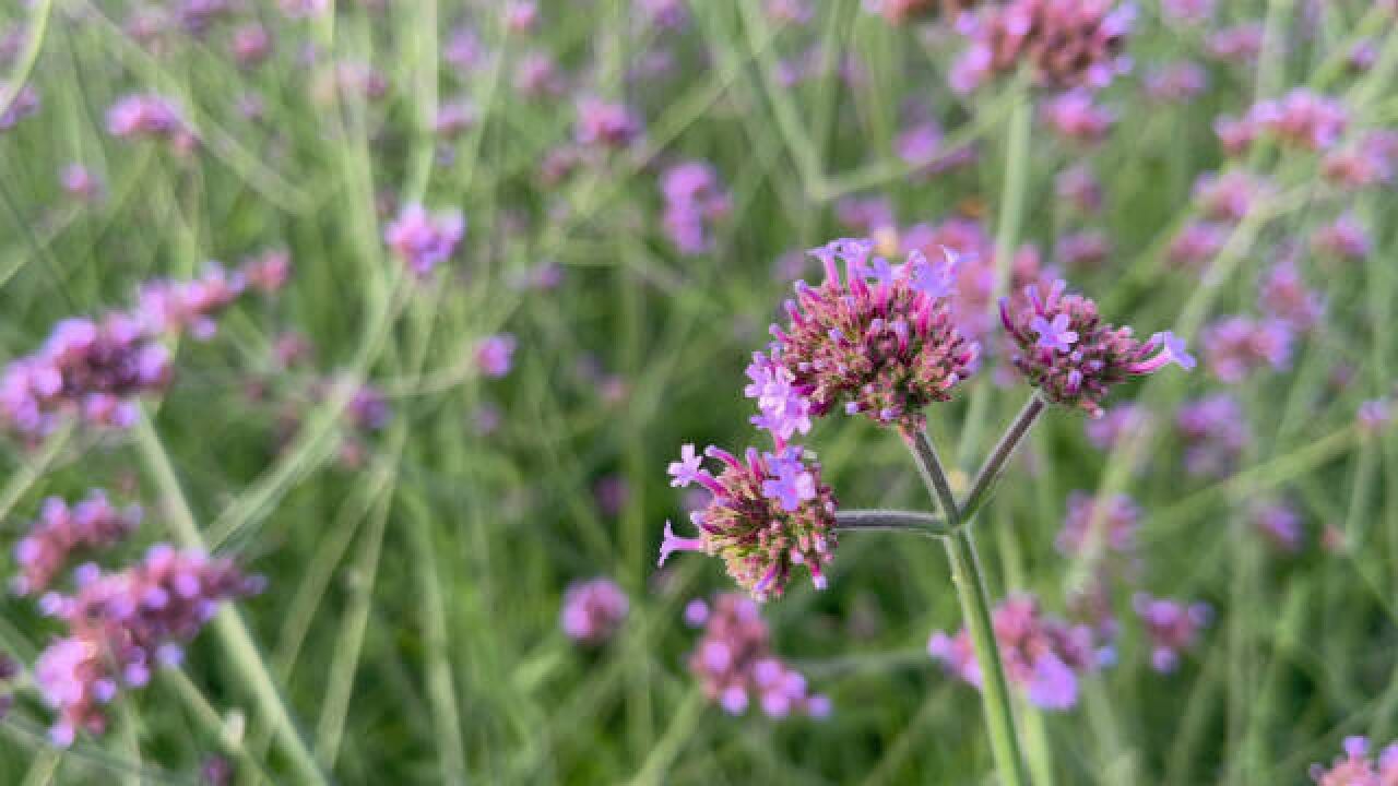 芒种 芒种时节,公园里的马鞭草竞相开放!仲夏是个什么夏西铁微视角