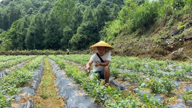 张家界莓茶喝过吗?农村父子采摘莓茶,前后忙一天