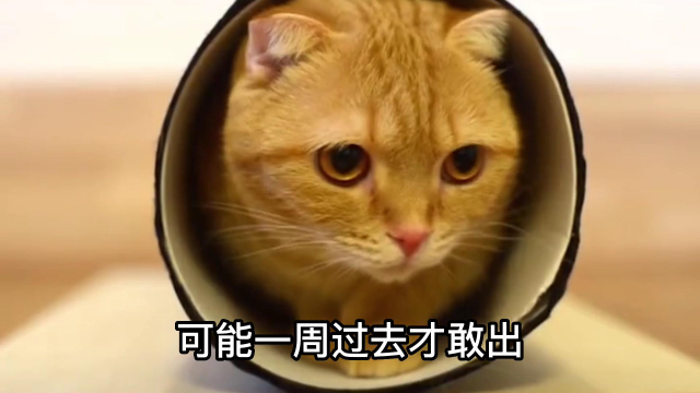 猫咪害怕躲起来了怎么办 s640x360?max_age=7776000
