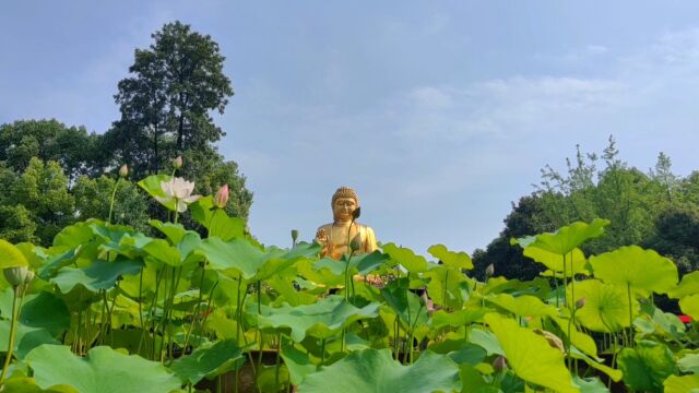 《重庆城市巡游记ⷮŠ夏日荷花》 炎炎夏日,我在重庆捕捉荷花的身影𐟌ž☁️