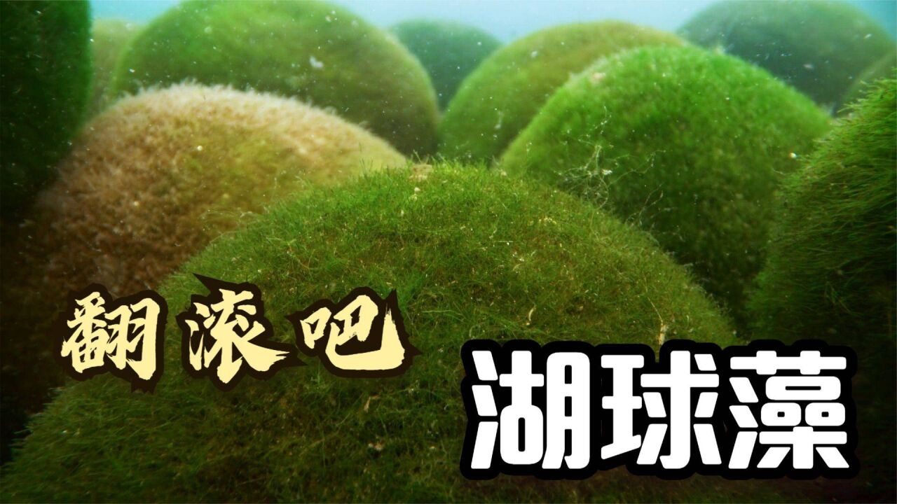 探索植物世界:水藻也在生活中被磨平了棱角,日渐圆润