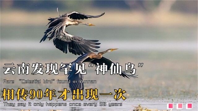 云南发现罕见“神仙鸟”,相传90年才出现一次,这代表着什么?