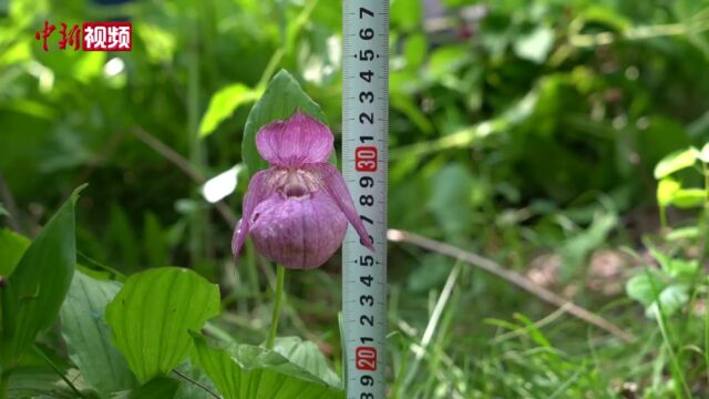 内蒙古兴安盟发现近百株国家一级濒危保护植物大花杓兰