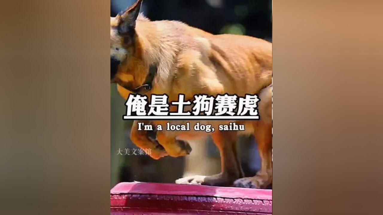 你们终于刷到俺了,俺是土狗赛虎#狗狗#萌宠#励志语录#赛虎
