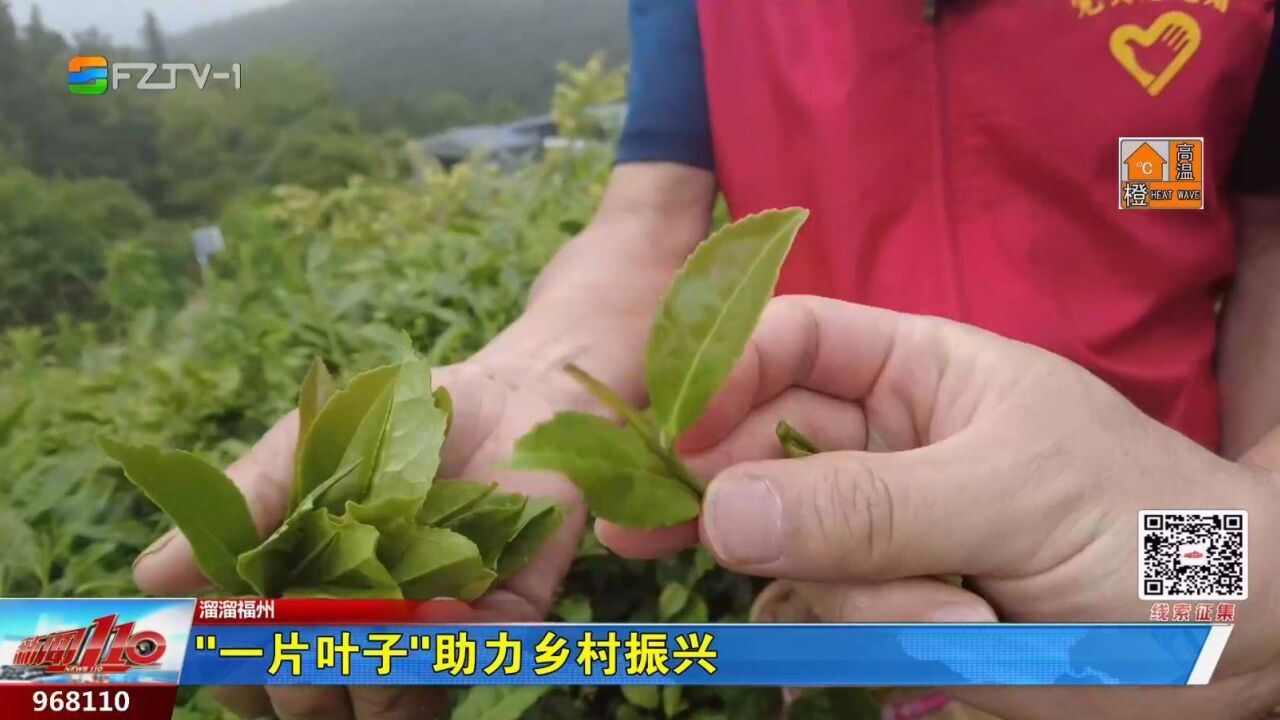 “一片叶子”助力乡村振兴