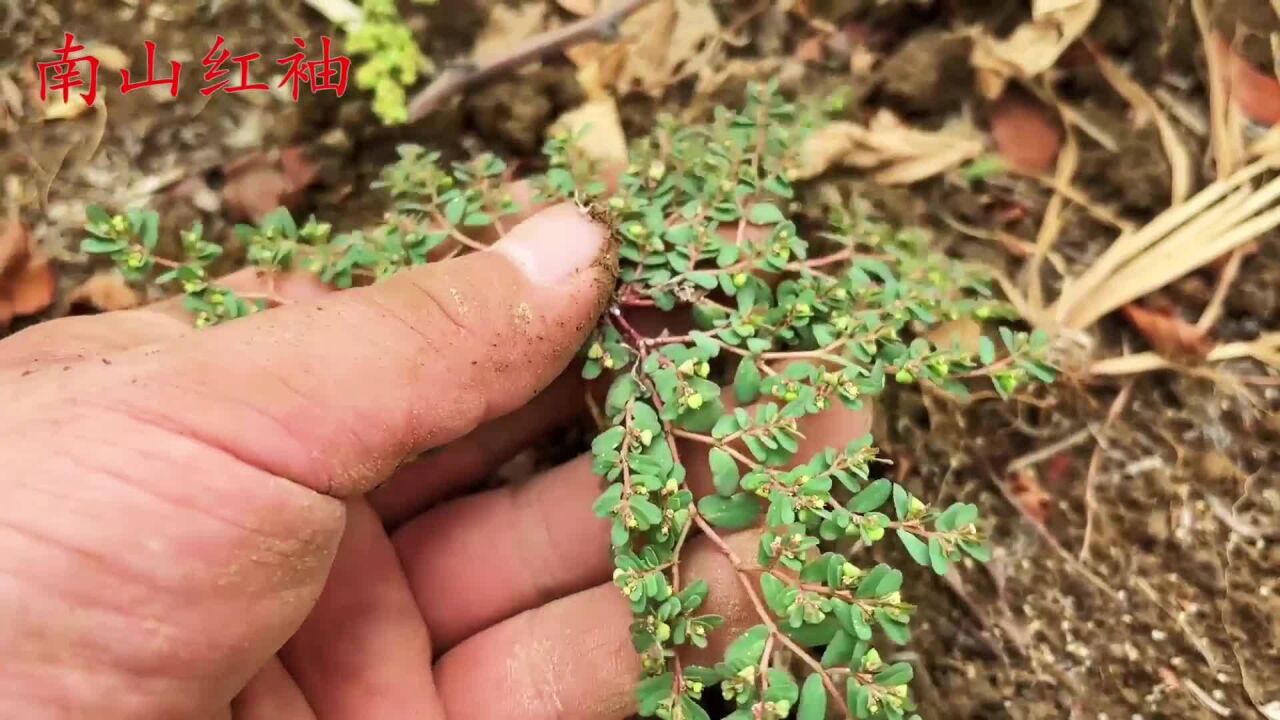 农村非常神奇的一种小草,地锦草,又名"奶浆草"煮水