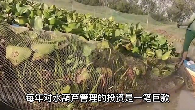 水葫芦入侵我国19个省,它的弱点很搞笑,只用一招就能把它困住