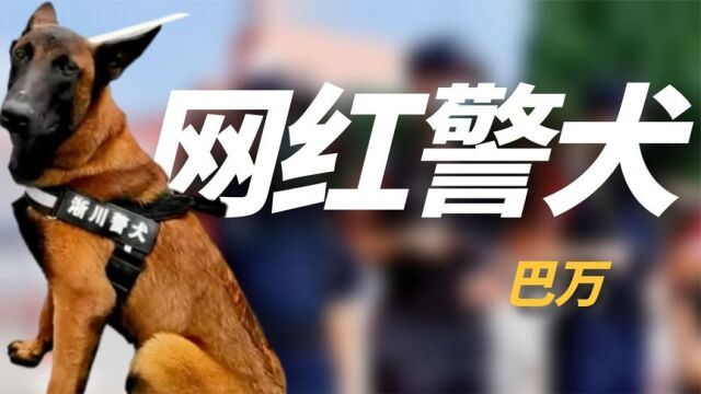 “网红警犬”巴万:流浪狗逆袭成公务员,网友:亲眼看它考上编制