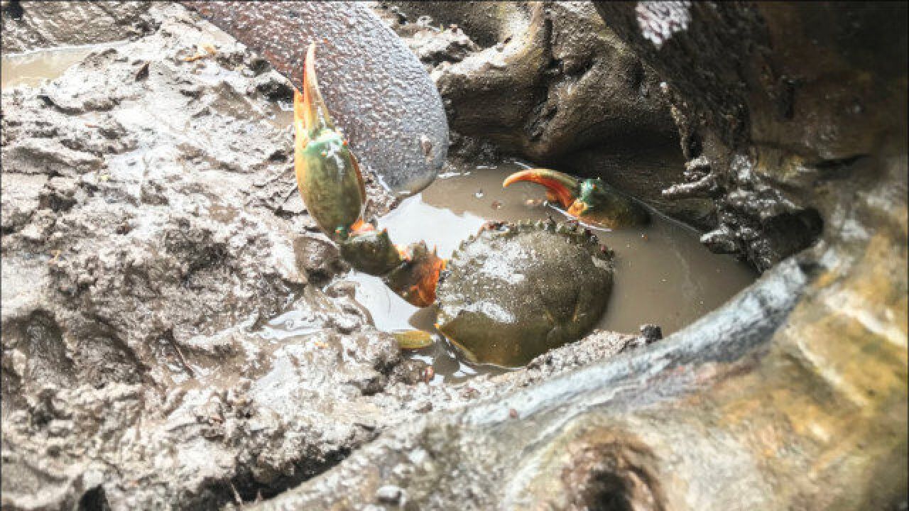 菲律宾泥滩赶海:红树林旁滩涂水坑抓青蟹,中午两小时收入3000