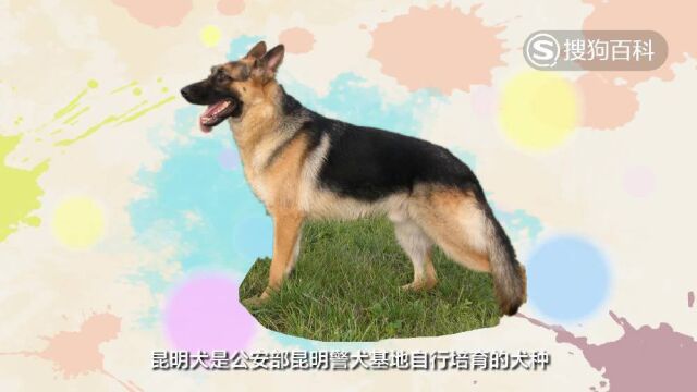 立懂百科带你了解昆明犬