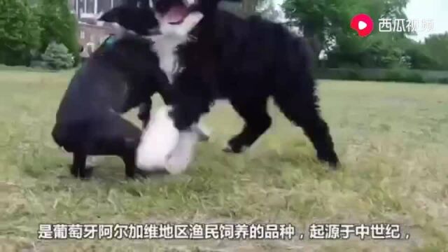 汪星人葡萄牙水犬