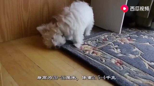 汪星人马尔济斯犬