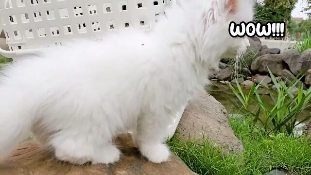 小猫在花园里冒险,遇到小鸭子游泳如此可爱