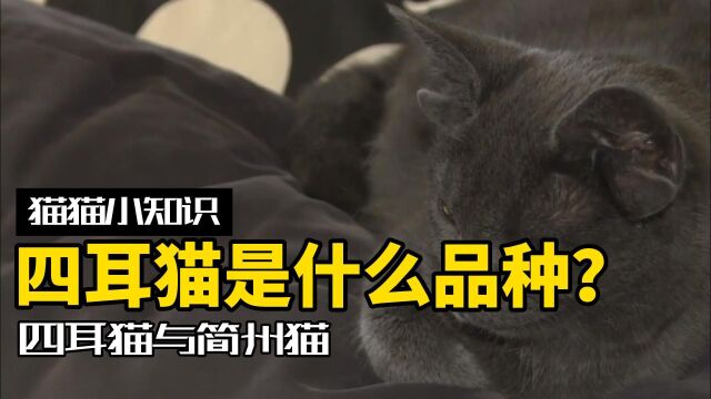 真的有四只耳朵的猫?他们是什么品种?