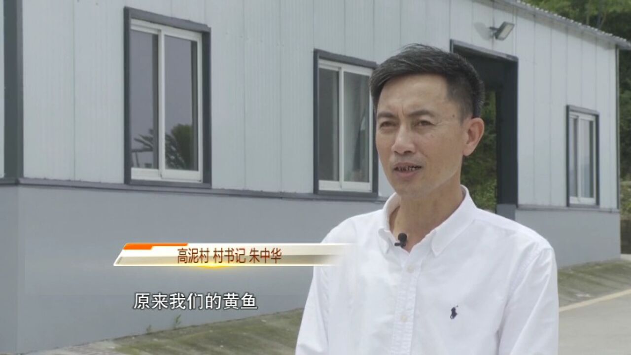 象山高泥村:大黄鱼沉浮路铺就乡村共富路