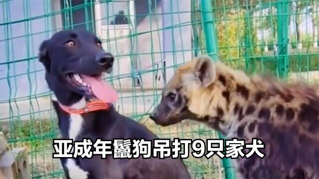 家犬仗着狗多势众,挑衅一只非洲鬣狗,下一秒后悔不已