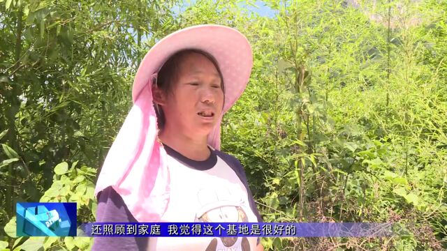 三江镇:万亩花椒漫山飘香迎丰收