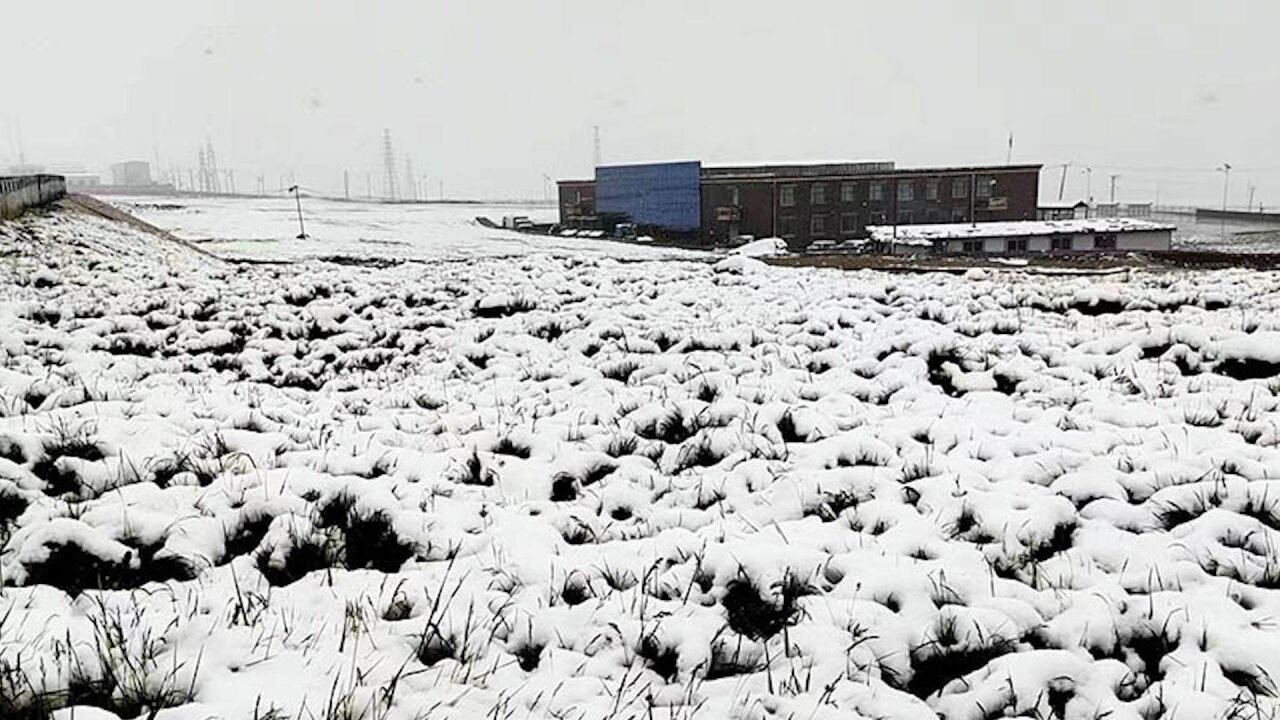 罕见!青海天峻县“三伏天”出现降雪 白雪覆盖草地