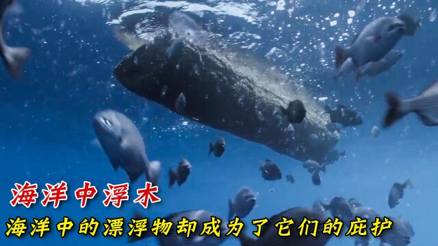 海洋中一块不起眼的浮木竟然成为了它们赖以生存的家园