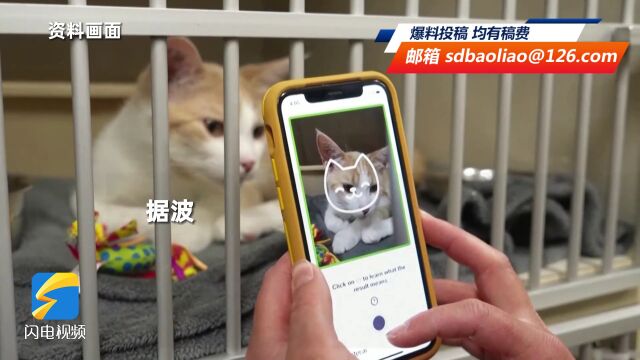 波兰一国立研究机构将家猫列为“外来入侵物种”