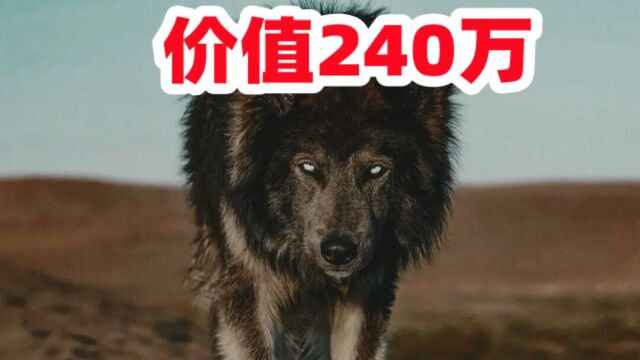 240万元的蓝湾牧羊犬,被国内犬舍复刻出来,看看多威猛