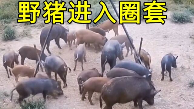 解决生态平衡!野生猪泛滥,进入圈套是否突破重围?