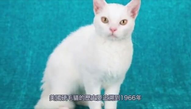 盘点全球十种最贵的猫(二)