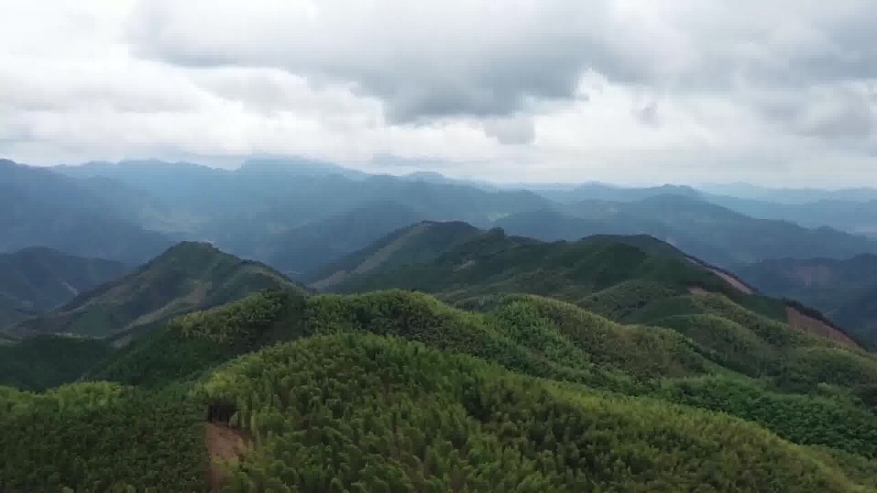 一村一品!培育乡村特色产业 云雾村打造优质茶品牌