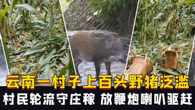 云南宣威一村子野猪泛滥成灾,当地林草局:将由保险公司赔付村民