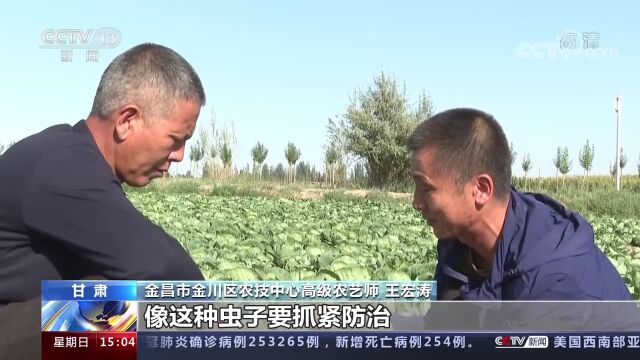 央视《新闻直播间》丨甘肃省金昌市金川区:粮菜草轮作复种 拓宽农民增收路