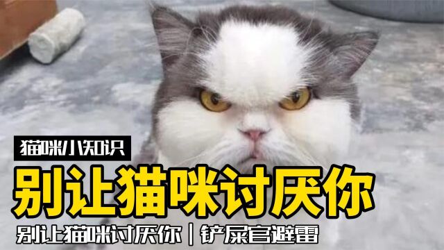 撸猫雷区:5种让猫讨厌你的行为,你踩过几个?