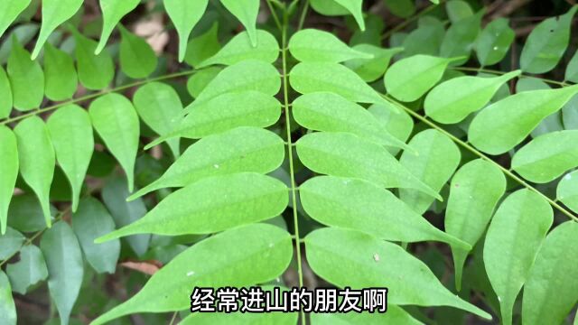 这种植物叫小叶红叶藤,把它捣碎作用厉害了,可能对你有帮助