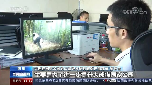 四川眉山 实时监测系统拍到野生大熊猫“倒立”视频