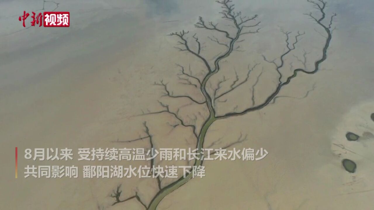 江西鄱阳湖进入极枯水期航拍湖床“大地之树”