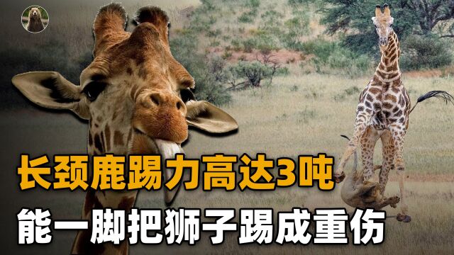 长颈鹿有多危险?体重2吨时速60公里,踢力3吨一脚把狮子踢成重伤