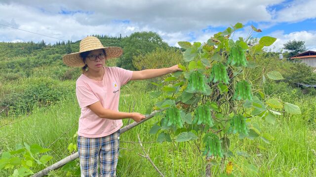 路边发现一棵野生狗骨豆,18个城里人都说没见过,你认识吗?