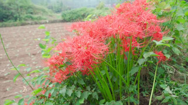 这花太美了彼岸花