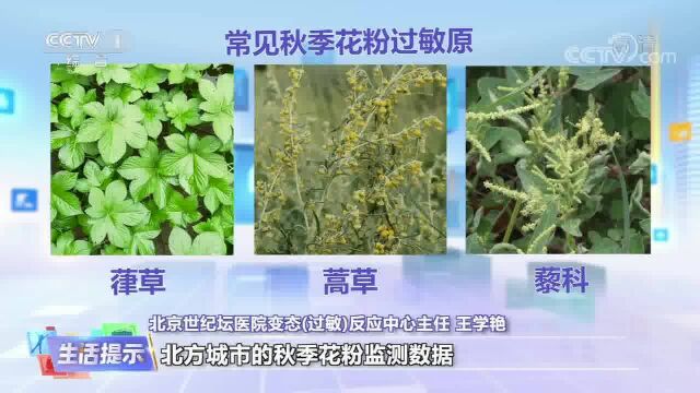 秋季的花粉更容易引发哮喘?该如何预防?