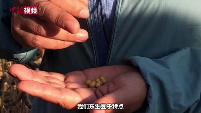 中科院“黑土粮仓”科技会战:科研人员解码东生系列大豆