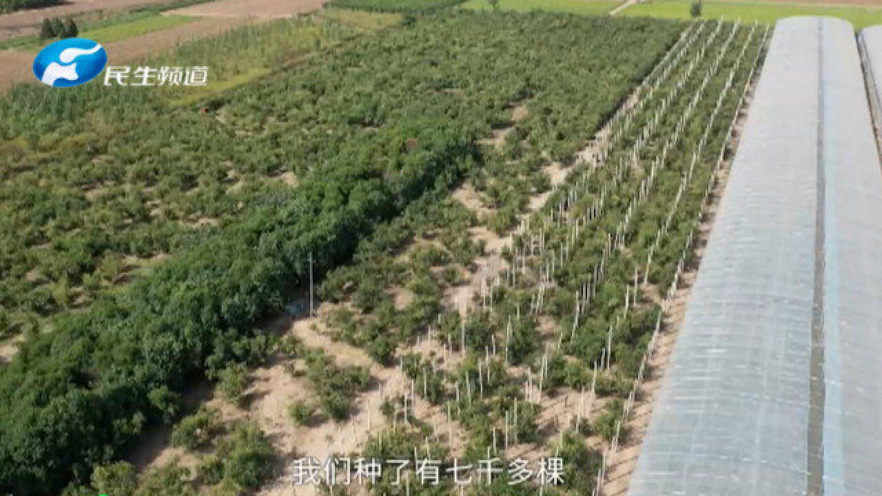 河南开封:大学生回乡创业,种植百亩枣园,邀您来采摘