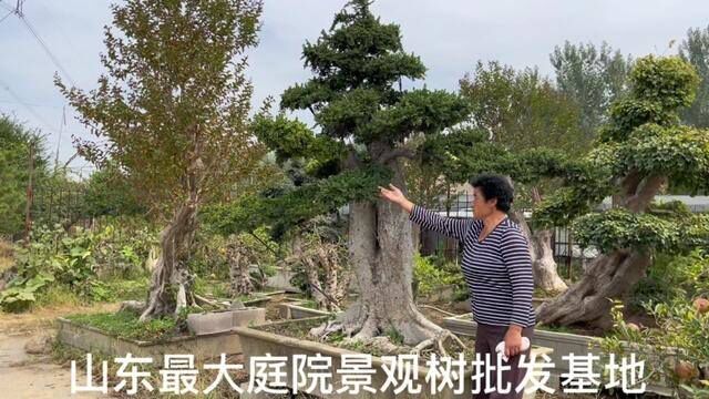 走进山东“最大的庭院树”批发基地,各种罕见百年老桩,霸气侧漏 #别墅庭院植物 #造型树 #造型盆景 #对节白蜡