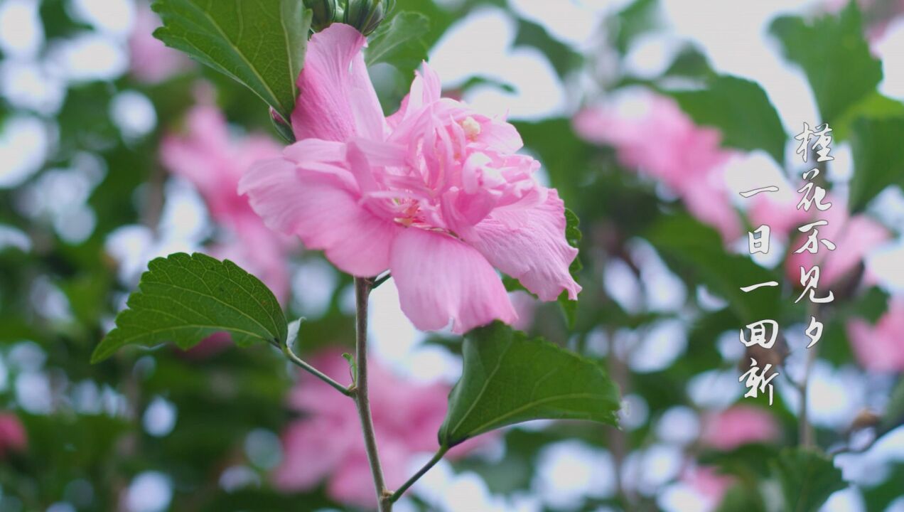 资阳风物志② | 说真的,资阳人都是“花痴”