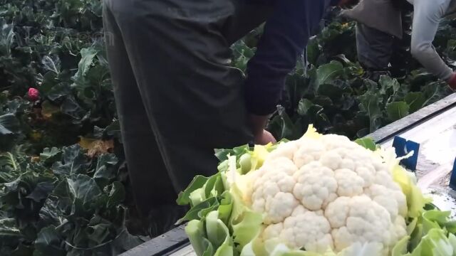 《食物百科》花椰菜是如何种植收获的?